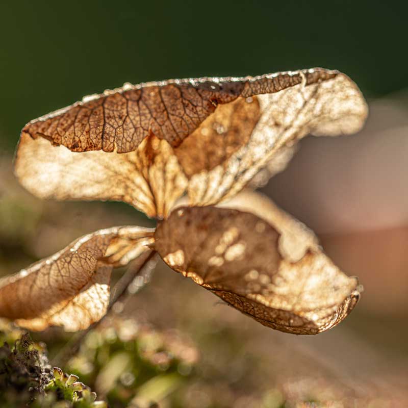 sterbebegleitung_anne-dobslaw